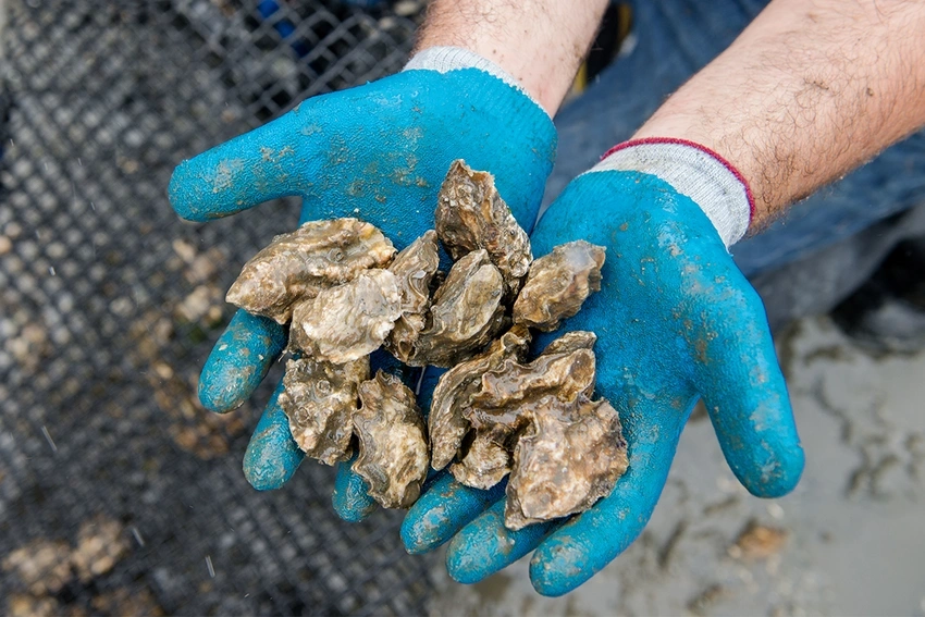 Shellfish